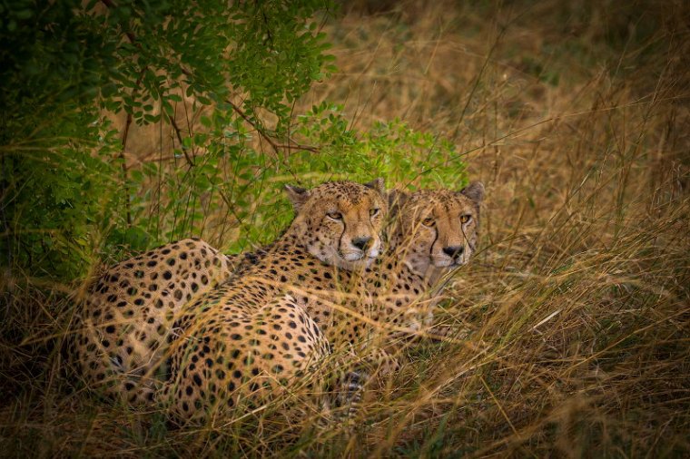 093 Zimbabwe, Hwange NP, jachtluipaarden.jpg